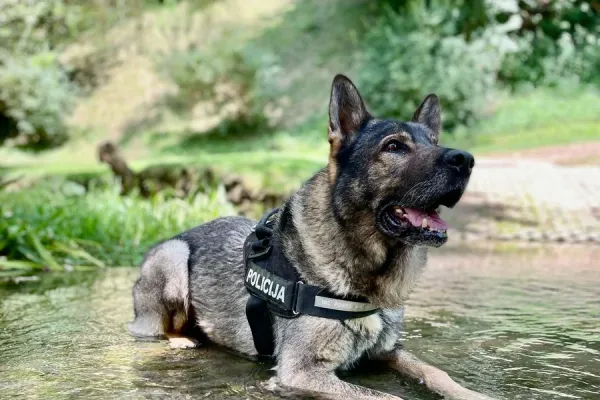policija-svetuje-zivali-1780C3C06-F9C9-2936-A61C-CC1CCA538A65.webp