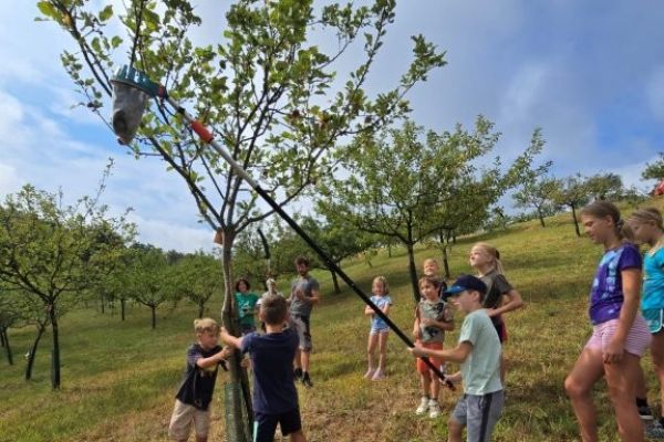 20260818-pobiranje-jabolk-sadovnjak82E647F2-1621-667E-F69A-E421A105F1B6.jpg