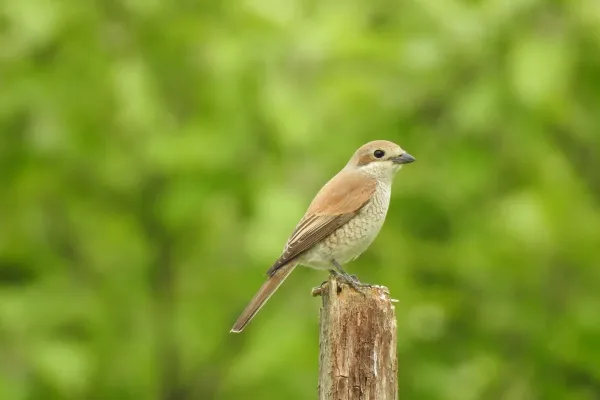 jovsi-natura-kozje-110FFC000B-D73C-BE85-0613-E5ECC218276A.webp