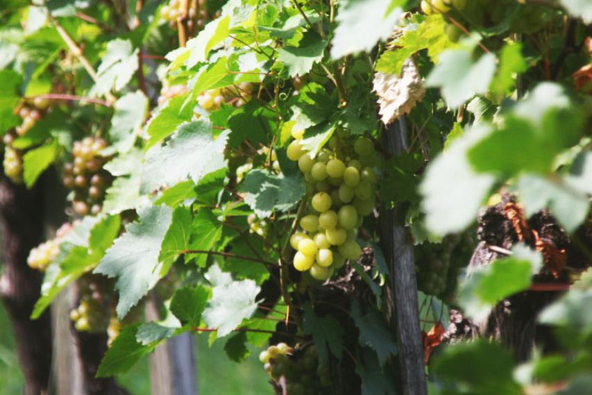 Spremljanje dozorevanja grozdja v Posavju