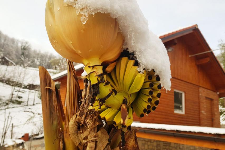 Bananovec na Trški Gori
