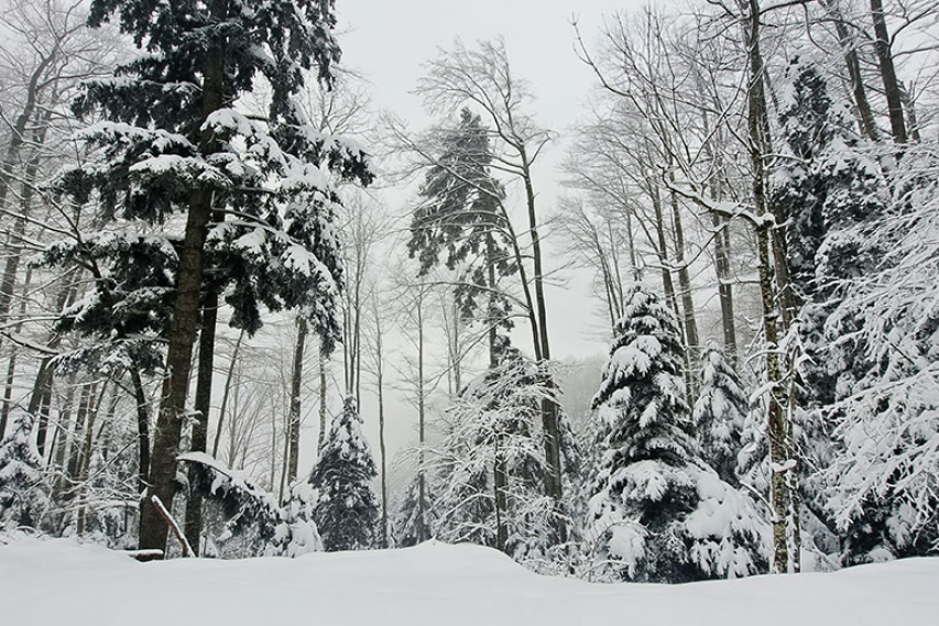 Sneg na Bohorju
